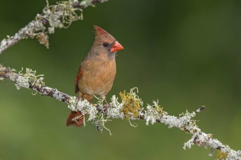 Northern Cardinal (Cardinalis cardinalis) female perched on a twig, Texas, USA