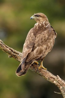 Common Buzzard (Buteo buteo), perched on a trunk, Castile and Leon, Spain