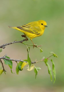 American Yellow Warbler (Setophaga aestiva) perched on a branch, Texas, USA