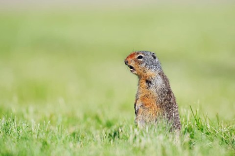 Columbia ground squirrel (Urocitellus columbianus, Spermophilus columbianus) sitting upright in a