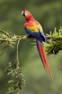 Scarlet Macaw (Ara macao), Costa Rica