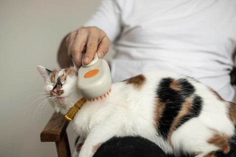 A person gently brushes a relaxed calico cat, smoothing its fur with a soft grooming tool. The cat
