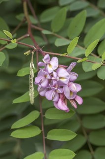 Robinia hispida (Robinia hispida 'Purpurwolke'), Stork Botanical Garden for the Blind, Germany