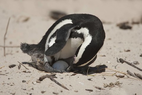 African Penguin (Spheniscus demersus) with egg, South Africa