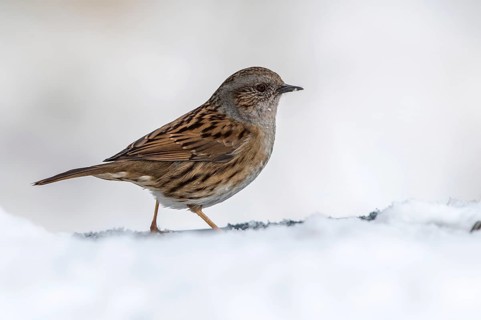 Dunnock (Prunella modularis) on snow, Mecklenburg-Western Pomerania, Germany