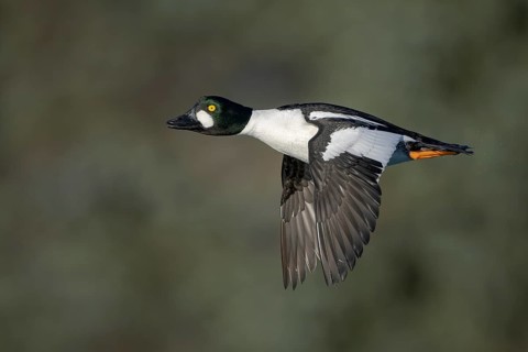 Common Goldeneye (Bucephala clangula) male flying, Alaska, USA