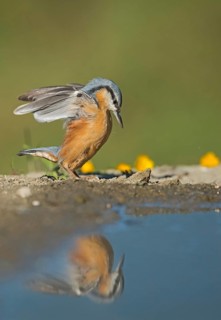Eurasian Nuthatch (Sitta europaea) stand up, Aosta Valley, Italy