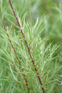 Rosemary willow (Salix elaeagnos 'Angustifolia'), IGS Hamburg 2013, Germany