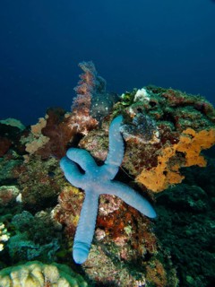 Blue starfish (blue Linckia laevigata) on a colourful coral reef in the blue sea, dive site Spice
