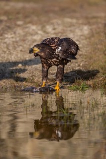 One white-tailed eagle (Haliaeetus albicilla) sitting lakeshore in early light, feeding on a common