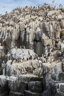 Common Murre (Uria aalge) colony on cliff, Farne Islands, United Kingdom