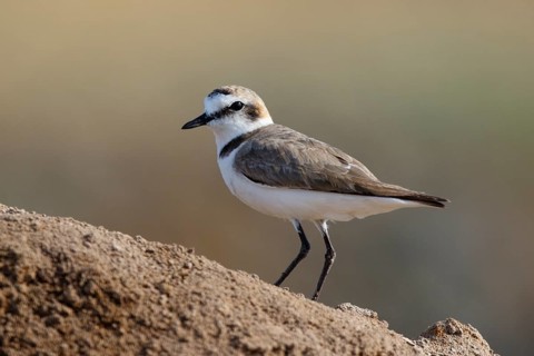 Kentish Plover (Charadrius alexandrinus) female, Lesvos, Greece
