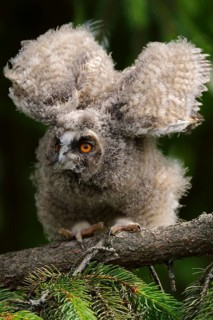 Long-eared Owl (Asio otus) juvenile flapping, North Rhine-Westphalia, Germany