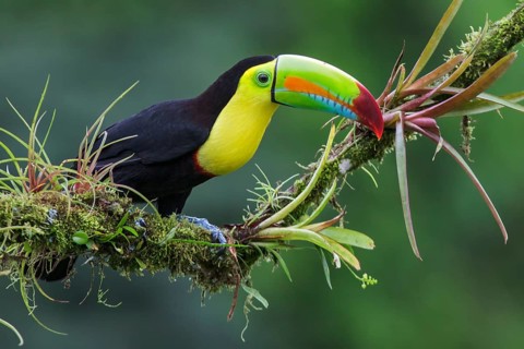 Keel-billed Toucan (Ramphastos sulfuratus) perched on a branch in Costa Rica