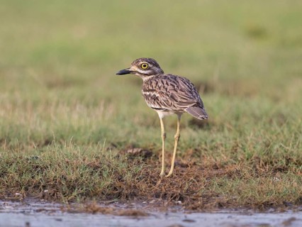 Indian Stone-curlew (Burhinus indicus), Sri Lanka