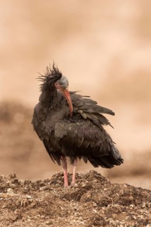 Northern Bald Ibis (Geronticus eremita) preening, Morocco