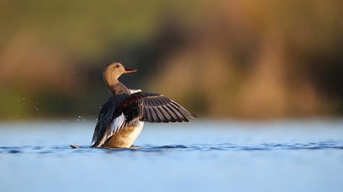 A frieze duck elegantly stretches its wings on the calm waters of Puebla de BeleÃ±a, Spain.