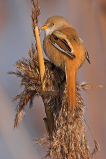 Bearded Reedling (Panurus biarmicus) female, Rhineland-Palatinate, Germany