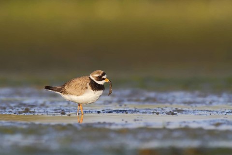 Common Ringed Plover (Charadrius hiaticula), Schleswig-Holstein, Germany