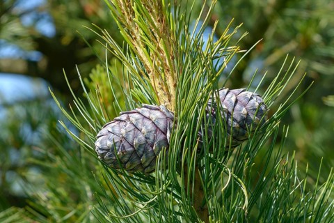 Swiss pine (Pinus cembra), Rhodo 2014, Bad Zwischenahn, Lower Saxony, Germany