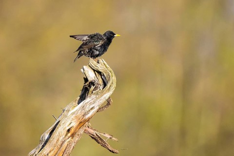 Common Starling (Sturnus vulgaris), North Rhine-Westphalia, Germany