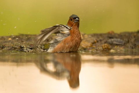 Common Chaffinch (Fringilla coelebs) male bathing at waterhole, Serbia