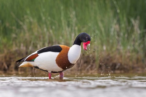 Common Shelduck (Tadorna tadorna) male, Spain