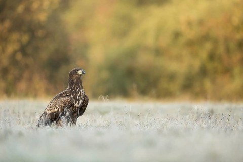 White-tailed Eagle (Haliaeetus albicilla) juvenile, Poland