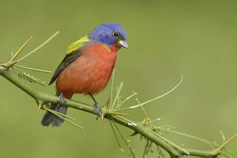 Painted Bunting (Passerina ciris) male, Texas, USA