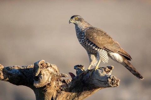 Northern Goshawk (Accipiter gentilis) juvenile perched on a stump, Castile-La Mancha, Spain