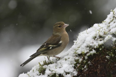 Common Chaffinch (Fringilla coelebs) female, Lower Saxony, Germany
