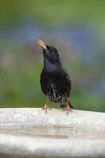 Common or European starling (Sturnus vulgaris) adult bird drinking at a garden bird bath, England,