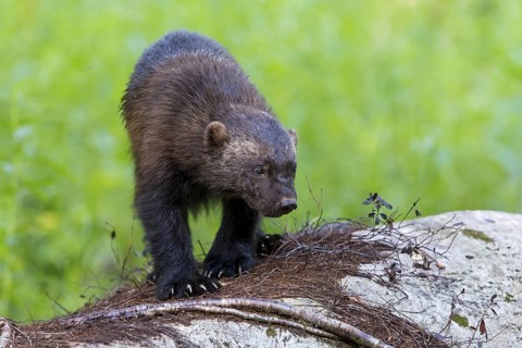 Wolverine, (Gulo gulo), animals, mammals, biotope, habitat, foraging, predator species, marten