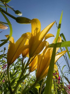 Yellow lily (Lilium cultorum) in front of a blue sky, photographed from a frog's perspective
