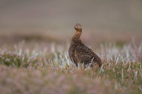 Red grouse (Lagopus lagopus scotica) adult female game bird on flowering purple heather plants in