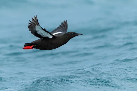 Black Guillemot (Cepphus grylle) flying, Finnmark, Norway