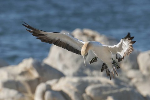 Cape Gannet (Morus capensis) flying, Western Cape, South Africa