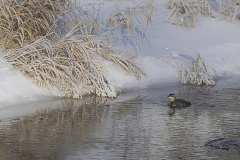 Little Grebe (Tachybaptus ruficollis) juvenile, Saxony, Germany
