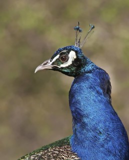 Indian Peafowl (Pavo cristatus), Saskatchewan, Canada