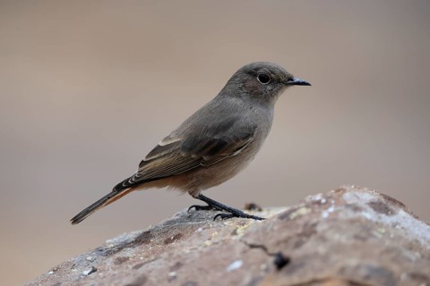 Rusty-tailed Wheatear, (Oenanthe familiaris), adult, alert, Mountain Zebra National Park, South