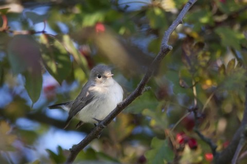 Red-breasted Flycatcher (Ficedula parva), Mecklenburg-Western Pomerania, Germany