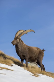 Alpine ibex (Capra ibex) male foraging in the snow on mountain slope in winter in the European Alps