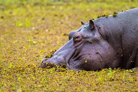 Hippopotamus (Hippopatamus amphibius) hiding in the swamp, Xakanaxa, Okavango Delta, Moremi Game