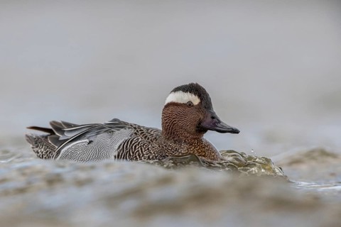 Garganey (Spatula querquedula) male, Schleswig-Holstein, Germany