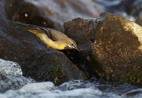 Grey Wagtail (Motacilla cinerea) male, Mecklenburg-Western Pomerania, Germany