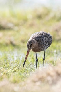 Black-tailed godwit (Limosa limosa), Lower Saxony, Germany
