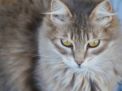 A detailed close-up of a fluffy, grey cat showcases its mesmerizing yellow eyes and soft fur. This