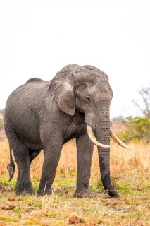 African elephant (Loxodonta africana), adult, in dry grass, Kruger National Park, South Africa