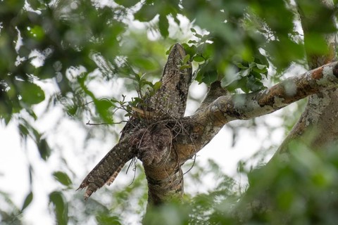 Papuan Frogmouth (Podargus papuensis) perched on a branch, West Papua, Indonesia