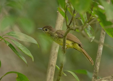 Hairy-backed Bulbul (Tricholestes criniger), Thailand